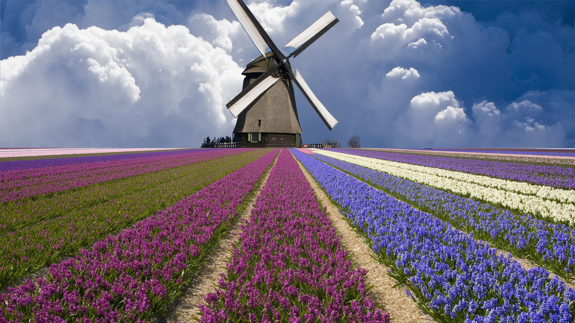 Windmill-and-fields-in-Netherlands