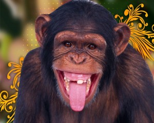 ¿Somos más tontos que los monos?