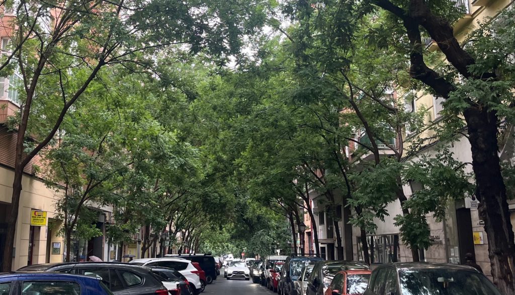 Ciudades frescas: el valor de los árboles urbanos